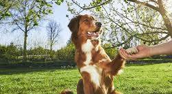 Whistles & Bells Dog Training